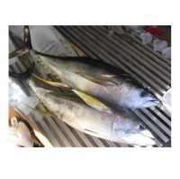 Vietnam Best Frozen Tuna Loins The Yellowfin Tuna Packaging All Sizes High Quality From Viet Nam Supplier