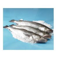 Frozen Hake Fish HGT / Whole Fish Frozen Seafood Supplier