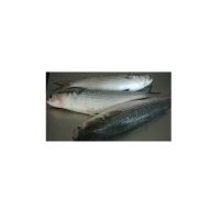 Hot Sale Price Of Frozen Grey Mullet Fish For Sale