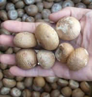 betel nuts south africa bulk suppliers  areca arecanut dried human consumption premium split betel nuts