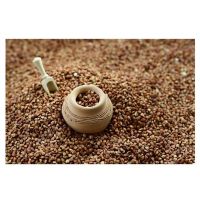 Best Quality Hot Sale Price Natural Organic Buckwheat/Roasted Buckwheat Kernels