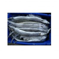 frozen fish fresh tilapia supplier block bulk for food ribbon fish frozen south africa cheap frozen ribbon fish for sale