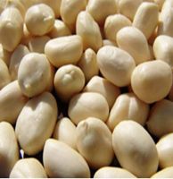 raw peanuts kernel top quality 100% natural raw  white skin skinless peanut for sale raw hazelnut kernels raw peanut groundnuts