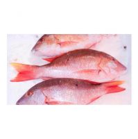 Top Quality Pure Frozen Whole Red snapper fish For Sale At Cheapest Wholesale Price