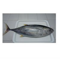 Good price frozen Fresh Yellowfin Tuna Fish on marketing sales