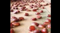 best selling south africa shelled fresh raw organic chestnuts in 5kg peeled frozen chestnut wholesale  chestnut