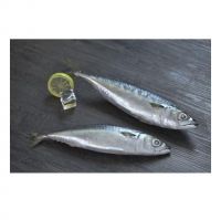 frozen whole round mackerel fish manufacturer frozen pacific mackerel for sale wholesale