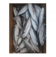 best service seafood fish 300-500g pacific fresh ship frozen mackerel horse fish in stock