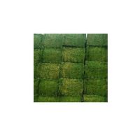 Wholesale Supplier Of Natural Fresh Alfalfa Hay Grass Online