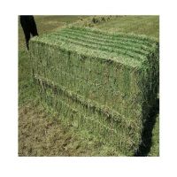 Alfalfa Hay , High quality , fresh crop