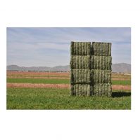 Alfalfa Hay | Alfalfa hay with high protein for animal feeding