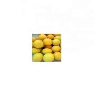 fresh eureka lemon adalia verna fresh lime and south africa bulk suppliers fresh lemons for sale lemon eureka