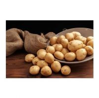 Quality Fresh Irish Potatoes Available for Wholesale