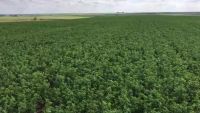 Phosphate Feed Grade Animal Max alfalfa hay lucerne 1%max Admixture feed 12x12x12 cube 450kg bales 25tons 15days rhode hay