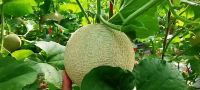 fresh cantaloupe melon high quality fresh water melon sweet style for sale water melon natural fruit black green