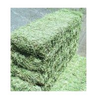 Alfalfa for feeding animals for cattle and other farm animals great quality from manufacturer alfalfa hay for sale