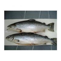 frozen wild salmon | frozen salmon fish fillets | high quality froze chum salmon fillet