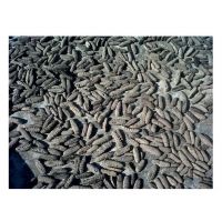 Wholesale Supplier of Dried Sea Cucumber Seafood Bulk Quantity Ready For Export