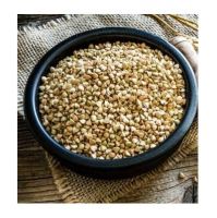 wholesale hulled buckwheat / Buckwheat grain / buckwheat seed