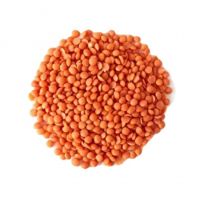 Green Red Lentil High Organic Russia for Sale Worldwide