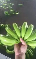 The Top Suggestion Fresh Cavendish Banana  for Green Certification Shipping from Vietnam Tropical Box Style Packing