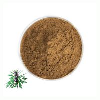 Supply Natural Motherwort Extract Powder 10:1 Leonurus Extract Powder