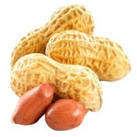 organic peanut butter raw peanuts salted peanuts for sale  roastet blanched  salted peanuts