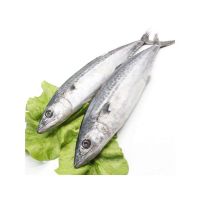 frozen bonito tuna fish whole round  import and export stock fish sardine horse mackerel frozen bonito tuna fish whole round