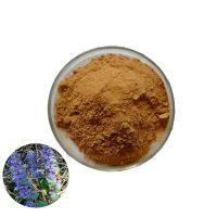 Pure Nature 10:1 Ajuga Turkestanica Extract Powder in stock