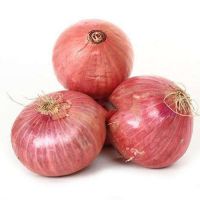 Free sample onion wholesalers other fresh vegetables fresh onions