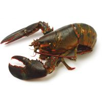 Frozen Fresh Live Lobster - Green Lobster -Jumbo Size Lobster