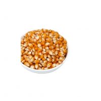 pop corn maize popcorn maize kernel popcorn yellow 1.5 Cm 10 Kg dried AD food grade 50kg bags 25tons 15days mushroom popcorn