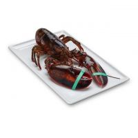 WHOLESALE EXPORTER FROZEN LOBSTER / FROZEN LOBSTER TAIL / FRESH LIVE LOBSTER