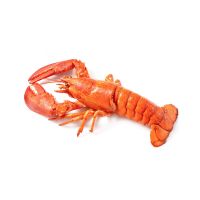Fresh Quality Pacific Red Lobsters / Mexican Giant Lobsters