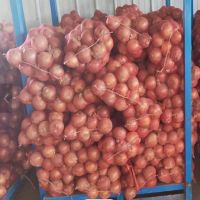 Premium Indian Red, Yellow, and White Onions for Export | Fresh Spring Onions for Sale