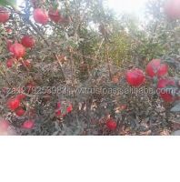 wonderful and sour pomegrantes fresh pomegranates Egypt max style organic weigh best quality fresh pomegranate