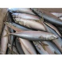 blue spot spanish mackerels bulk suppliers best frozen pacific mackerel fish packing in boxes for sale