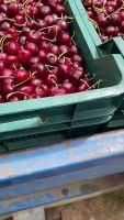 SWEET CHERRY FRESH RED Style sweet fresh cherries fruits for sale dark red premium grade fresh cherries fruit red