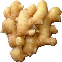 fresh ginger buyer dried  Indonesian from ginger supplier yellow crop optimum style industrial color fresh ginger