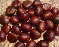 organic sweet fresh chestnuts
