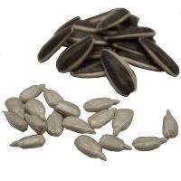 Quality Sunflower Seeds for Sale At Best Price