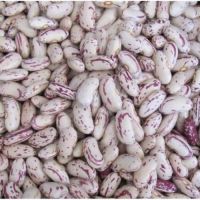 New Crop export Long shape and round shape Light Speckled kidney pinto Beans