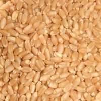 Dried wheat grains