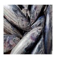 Bulk Hake Fish Fillets or Whole Hake Fish Fresh / Frozen Stock Available