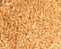 White Soft and Hard Wheat Grains for Sale