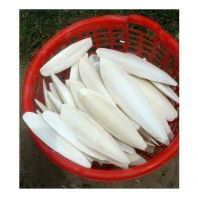 Fish Bird Food From Vietnam dried Cuttlefish bone fresh