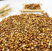 High quality Bulk Sorghum Grains