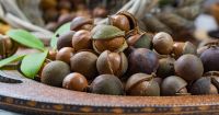 https://www.tradekey.com/product_view/First-Grade-Roasted-Macadamia-Nuts-Organic-Factory-Supply-Price-Vanilla-Flavor-Macadamia-In-Shell-Whole-25-Mm--10131679.html