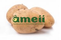 High quality fresh potato from Vietnam