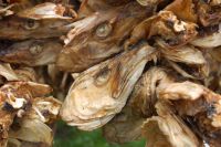 Stockfish